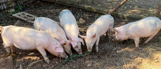 Landrace /white pigs