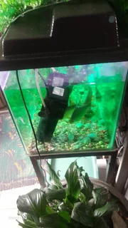Fish tank for sale