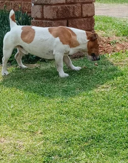 Jack Russel Terrier Puppies