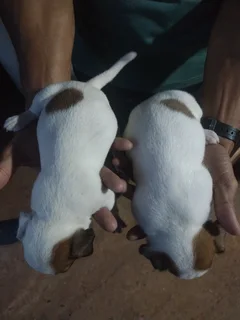 Jack Russel Terrier Puppies