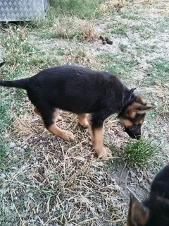 Gsd pups ready for rehoming