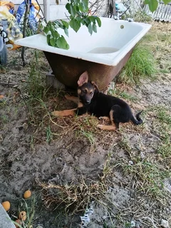 Gsd pups ready for rehoming