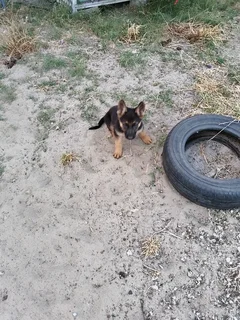 Gsd pups ready for rehoming