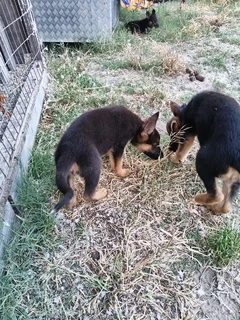 Gsd pups ready for rehoming