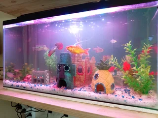 Fish with tank and equipment