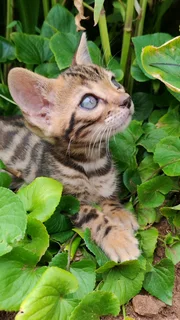 Bengal kitten ready for loving family
