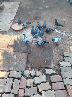 Doves - Ad posted by Stephans Makeke