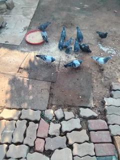 Doves - Ad posted by Stephans Makeke