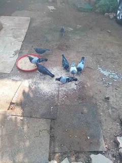 Doves - Ad posted by Stephans Makeke