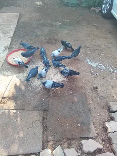 Doves - Ad posted by Stephans Makeke