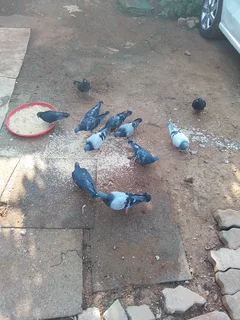 Doves - Ad posted by Stephans Makeke