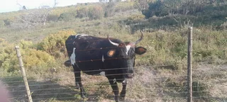 Nguni cow