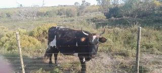 Nguni cow