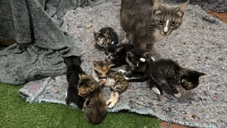 Kittens - Ad posted by JJ Swart