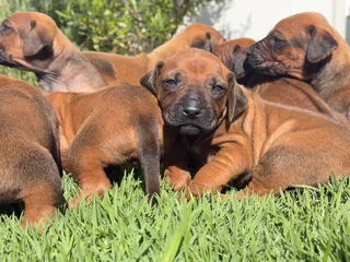 Ridgeback - Ad posted by dewald steyn