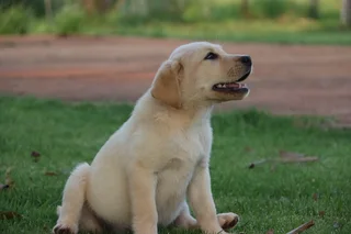 Labrador puppies