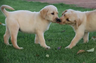 Labrador puppies