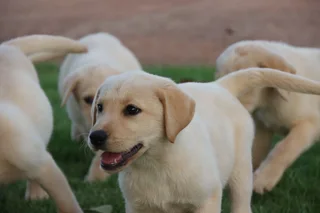 Labrador puppies