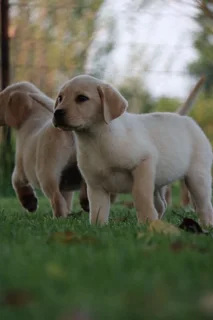Labrador puppies