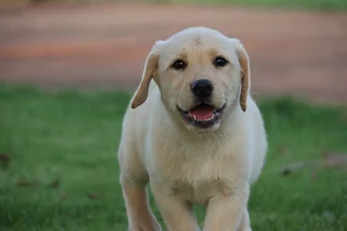 Labrador puppies