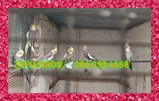 Beautiful cockitales