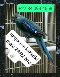 Beautiful blue parrot