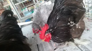Pekin Bantam Pairs