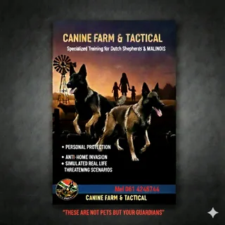 Dog Training And Accessories