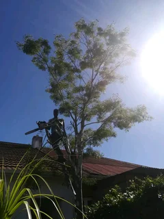 RELIABLE TREE FELLING SERVICE AND UNWANTED STUFF REMOVAL