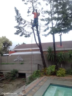 RELIABLE TREE FELLING SERVICE AND UNWANTED STUFF REMOVAL