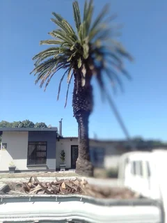 NEGOTIABLE TREE FELLING SERVICE AND GARDEN STONES DECORATION