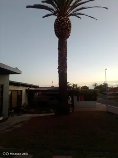 NEGOTIABLE TREE FELLING SERVICE AND GARDEN STONES DECORATION