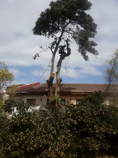 Negotiable Tree Felling Service And Garden Stones Decoration