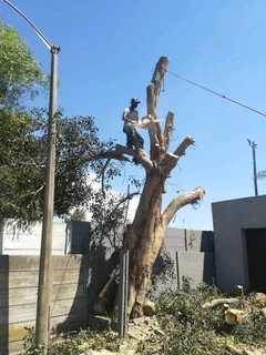NEGOTIABLE TREE FELLING SERVICE AND GARDEN STONES DECORATION