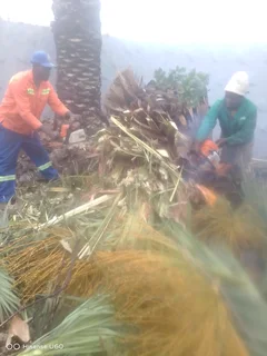 RELIABLE TREE FELLING SERVICE AND GARDEN CLEAN UPS