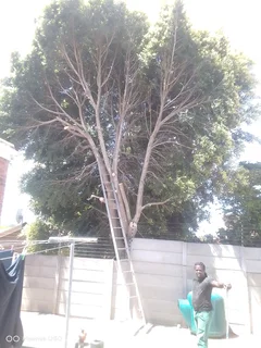 NEGOTIABLE TREE FELLING SERVICE AND GARDEN STONES INSTALLATION