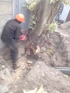 NEGOTIABLE TREE FELLING SERVICE AND GARDEN STONES INSTALLATION