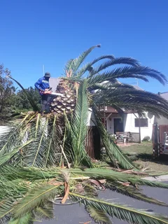 RELIABLE TREE FELLING SERVICE AND WASTE REMOVAL