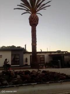 RELIABLE TREE FELLING SERVICE AND WASTE REMOVAL