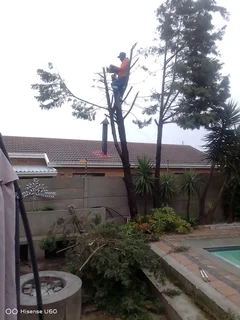 RELIABLE TREE FELLING SERVICE AND GARDEN STONES INSTALLATION