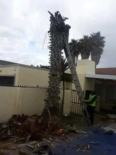 CHEAPER TREE FELLING SERVICE AND GRASS INSTALLATION