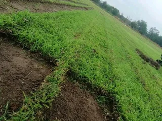 CHEAPER TREE FELLING SERVICE AND GRASS INSTALLATION