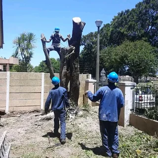 CHEAPER TREE FELLING SERVICE AND GARDEN STONES DECORATION