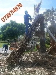 SPECIAL OFFER TREE FELLING SERVICE AND GARDEN MAINTENANCE AROUND CAPE TOWN