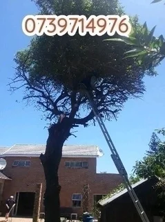 SPECIAL OFFER TREE FELLING SERVICE AND GARDEN MAINTENANCE AROUND CAPE TOWN