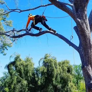 SPECIAL OFFER TREE FELLING SERVICE AND GARDEN MAINTENANCE AROUND CAPE TOWN