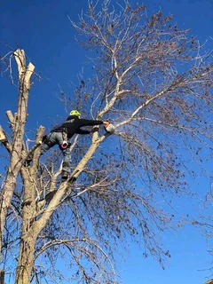 SPECIAL OFFER TREE FELLING SERVICE AND GARDEN MAINTENANCE AROUND CAPE TOWN