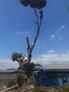 Cheaper Tree Felling Service And Garden Maintenance