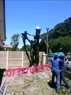 SPECIAL OFFER TREE FELLING SERVICE AND GRASS INSTALLATION