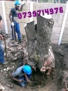 SPECIAL OFFER TREE FELLING SERVICE AND GRASS INSTALLATION